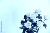 preview cold