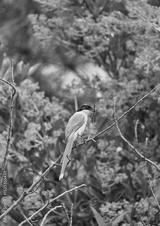 preview bw