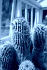 preview cold