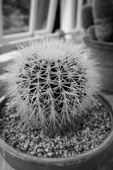 preview bw