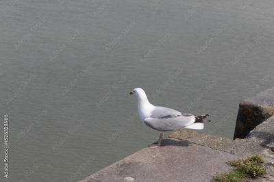 image to crop