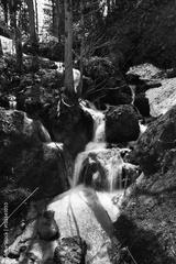 preview bw