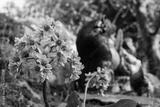 preview bw