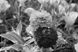 preview bw