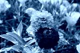 preview cold
