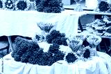 preview cold