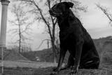 preview bw