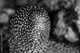 preview bw