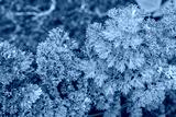 preview cold