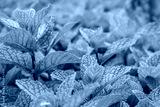 preview cold