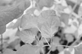 preview bw