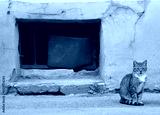preview cold