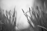 preview bw