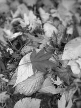 preview bw