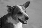 preview bw