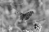 preview bw