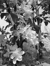 preview bw