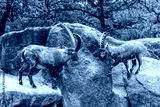 preview cold