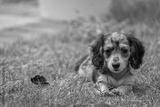 preview bw