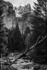 preview bw
