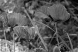 preview bw
