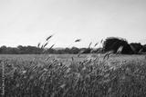 preview bw