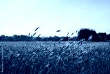 preview cold