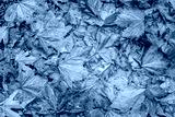 preview cold