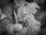 preview bw
