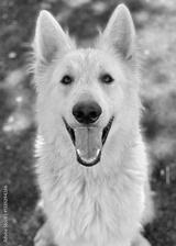 preview bw