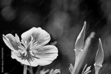 preview bw