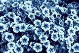 preview cold