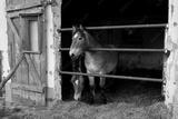 preview bw