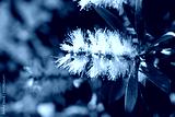 preview cold