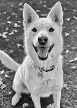 preview bw