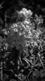 preview bw