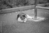 preview bw