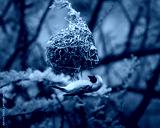 preview cold