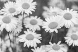 preview bw