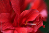 preview original