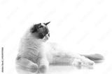 preview bw