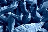 preview cold