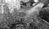 preview bw