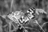 preview bw