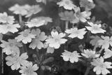 preview bw