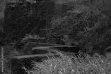preview bw