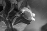 preview bw