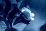 preview cold