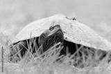 preview bw