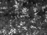 preview bw